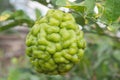 Fresh green bergamot on the tree Royalty Free Stock Photo