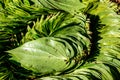 Fresh green betel leaves on the market