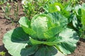 Fresh green big cabbage organic vegetables in the farm Royalty Free Stock Photo