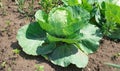 Fresh green big cabbage organic vegetables in the farm Royalty Free Stock Photo