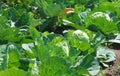 Fresh green big cabbage organic vegetables in the farm Royalty Free Stock Photo