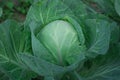 Fresh green big cabbage organic vegetables in the farm Royalty Free Stock Photo