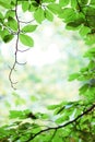 Fresh green birch tree leaves in springtime