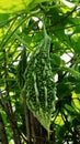 Fresh and green Bitter Gourd/Melon hanging on its plant.