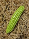 Fresh green bitter gourd on straw dry background Royalty Free Stock Photo