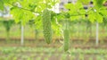 Fresh bitter gourds on green vine. Royalty Free Stock Photo