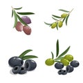 Fresh green and black olives in cartoon style. Olives on branch, with leaves. Black and green pitted olives. Natural eco food and