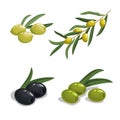 Fresh green and black olives in cartoon style. Olives on branch, with leaves. Black and green pitted olives. Natural eco food and