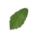 Fresh green blackberry leaf isolated on white Royalty Free Stock Photo