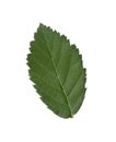 Fresh green blackberry leaf isolated on white Royalty Free Stock Photo