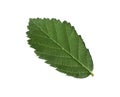 Fresh green blackberry leaf isolated on white Royalty Free Stock Photo