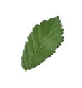 Fresh green blackberry leaf isolated Royalty Free Stock Photo