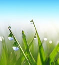Fresh green blades of grass with dew drops. Royalty Free Stock Photo