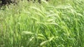 Fresh green blades of grass and Foxtail grass moves by the wind