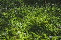 Fresh green blooming ramson also called wild leek or wild garlic is growing in forest in Germany