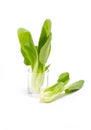 Fresh Green Bok Choi. Royalty Free Stock Photo