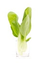 Fresh Green Bok Choi. Royalty Free Stock Photo