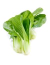 Fresh green bok choi, an oriental vegetable.