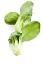 Fresh green bok choi, an oriental vegetable. Royalty Free Stock Photo