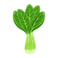 Fresh green bok choy, pak choy or chinese kale, vegetable, food. Botanical illustration. Royalty Free Stock Photo