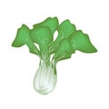 Fresh Green Bok Choy on A White Background