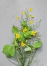 Fresh green bouquet of meadow flowering herbs on a gray background with drops of water, dew, abstract vertical wallpaper Royalty Free Stock Photo