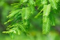 Fresh green branch of metasequoia leaves Royalty Free Stock Photo