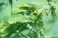 Fresh green branch of metasequoia leaves on blurred greenery  background Royalty Free Stock Photo