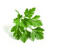 Fresh green branch of parsley with leaves isolated on white background Royalty Free Stock Photo