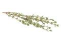 Fresh green branch of thyme isolated on white background Royalty Free Stock Photo