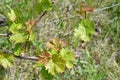 Fresh green branches and leaves of grapevine in vineyard. Young small grape leaf closeup on blurred background. Organic grape grow Royalty Free Stock Photo