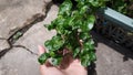 Fresh Green Brazilian Spinach Plant. Also known as Sissoo Spinach