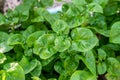 Fresh green Brazilian spinach plant