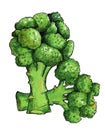 Fresh green broccoli. Illustration Royalty Free Stock Photo