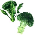 Fresh green broccoli isolated, two vegetables, organic summer harvest, isolated, hand drawn watercolor illustration on Royalty Free Stock Photo