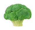 Fresh green broccoli isolated on a white background. Royalty Free Stock Photo