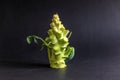 Fresh green broccoli stalk vegetable closup on dark background Royalty Free Stock Photo