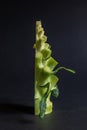 Fresh green broccoli stalk vegetable closup on dark background Royalty Free Stock Photo