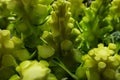 Fresh green broccoli stalk vegetables closup background Royalty Free Stock Photo