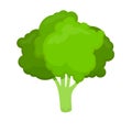 Fresh and green broccoli vector icon for food illustration Royalty Free Stock Photo