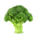 Fresh green broccoli