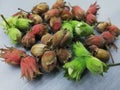 fresh green and brown hazelnuts