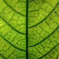 fresh green brown leaves with a beautiful texture. Royalty Free Stock Photo