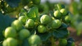 Fresh green Brussels sprout growing in a vegetable farm. Generative AI Royalty Free Stock Photo