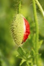 Fresh green bud of a poppy flower just beginning to open. Royalty Free Stock Photo