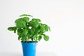 Fresh green bush of potted basil plant in a blue plastic pot isolated on plain white background Royalty Free Stock Photo