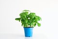 Fresh green bush of potted basil plant in a blue plastic pot isolated on plain white background Royalty Free Stock Photo