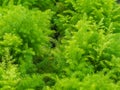 Fresh green bush of Shatavari (Asparagus racemosus Willd.) Royalty Free Stock Photo