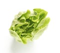 Fresh green Butter head lettuce vegetable for salad isolated on white background Royalty Free Stock Photo