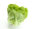 Fresh green Butter head lettuce vegetable for salad isolated on white background Royalty Free Stock Photo